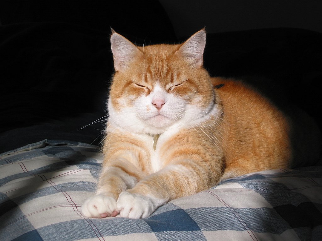 Gatti (43)